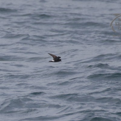 storm petrel