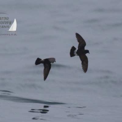 storm petrels