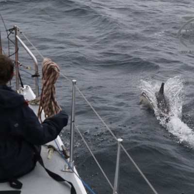 watching common dolphin