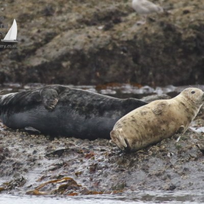 grey seals