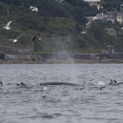 minke whale and common dolphins