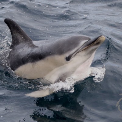 Common dolphin