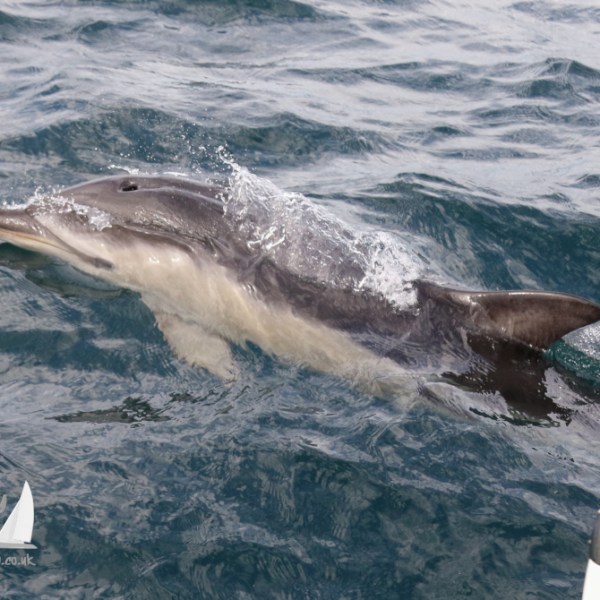 common dolphin