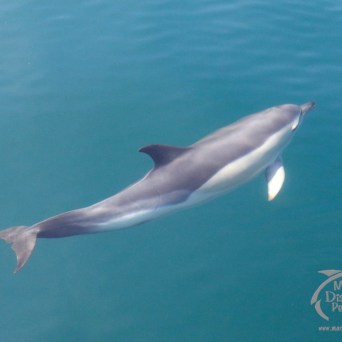 common dolphin