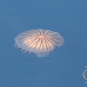 compass jellyfish