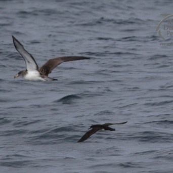 Cory's and manx shearwaters