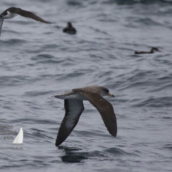 Cory's and Manx shearwater