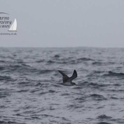 Cory's shearwater