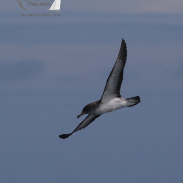 Cory's shearwater