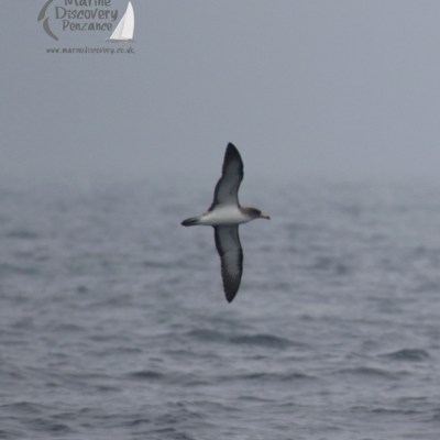 Cory's shearwater