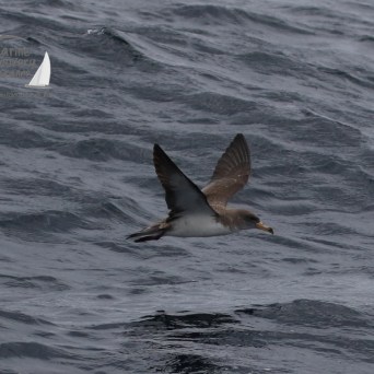 Cory's shearwater