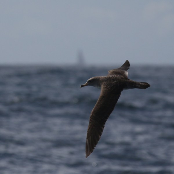 Cory's shearwater