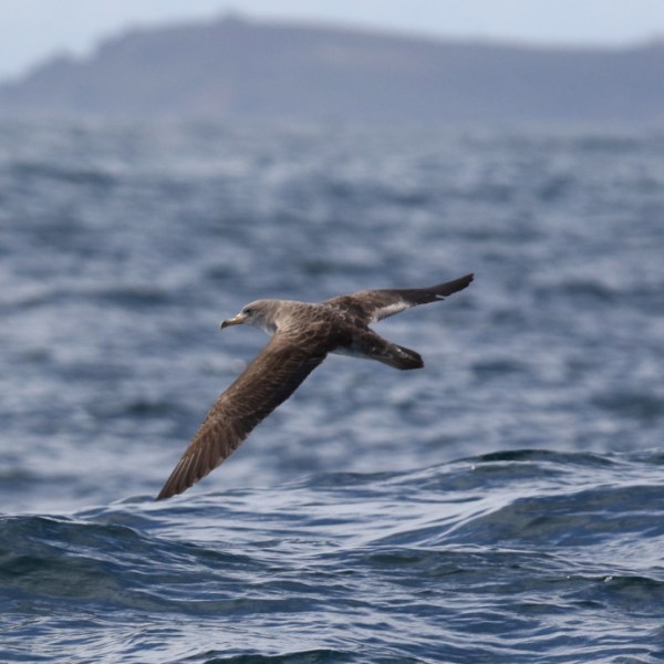 Cory's shearwater