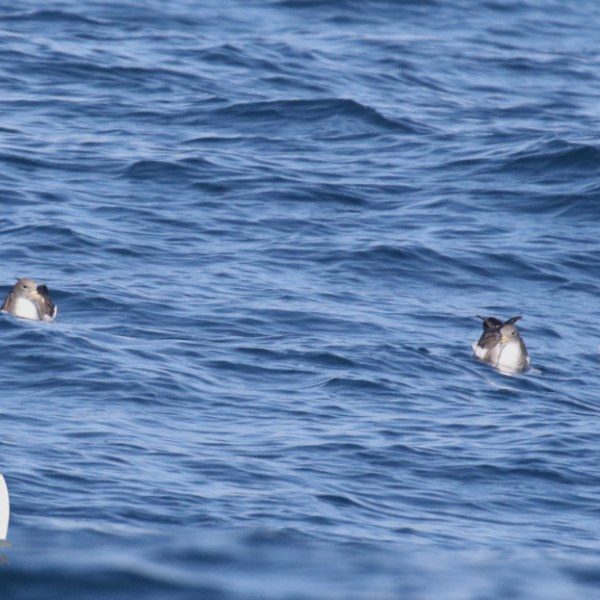 Cory's shearwaters