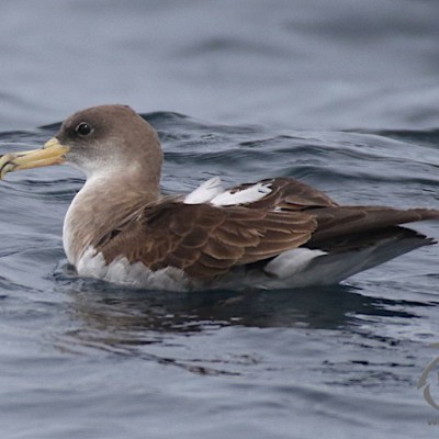 Cory's shearwater