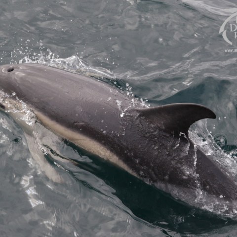 common dolphin
