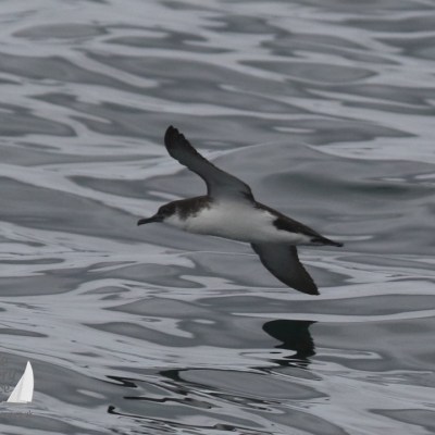 manx shearwater