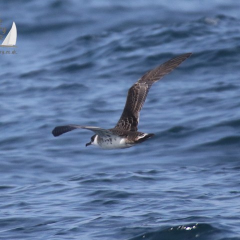 Great shearwater