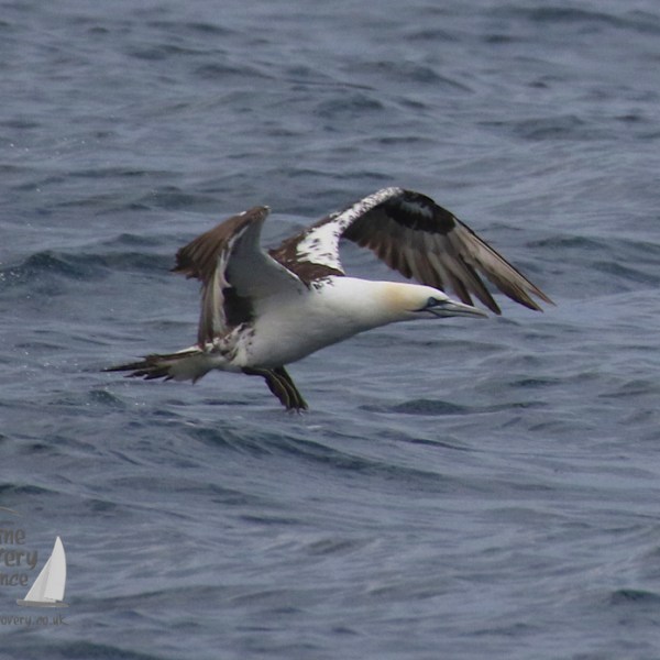 Gannet