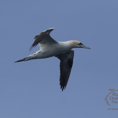 Gannet