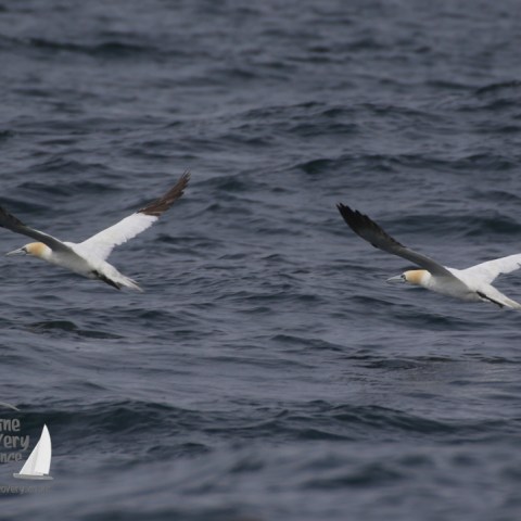 gannets