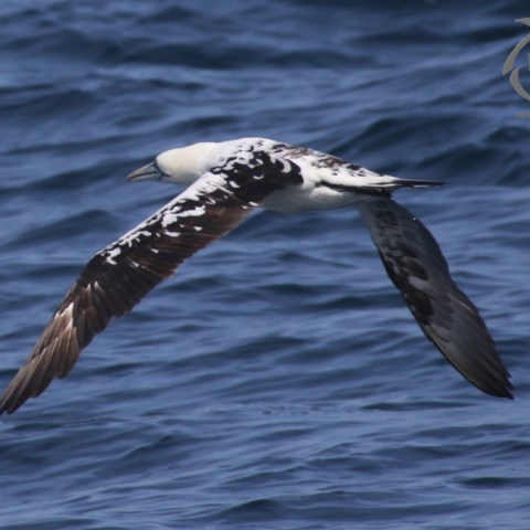 Gannet