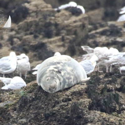 grey seal