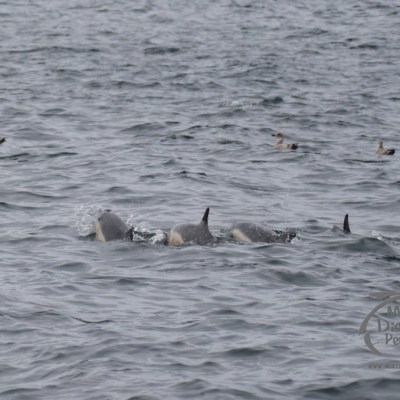 common dolphins