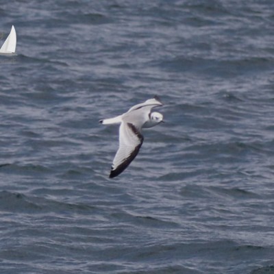 juvenile kittiwake