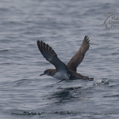 Manx shearwater