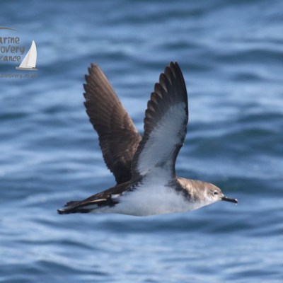 Manx shearwater