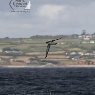 Manx shearwater
