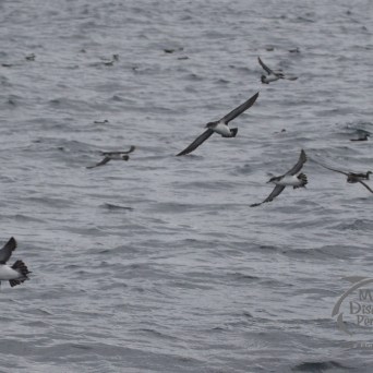 Manx shearwaters