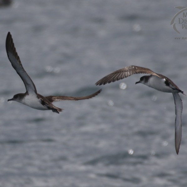 Manx shearwaters