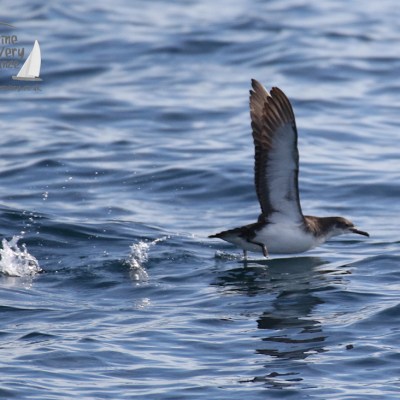 Manx shearwater