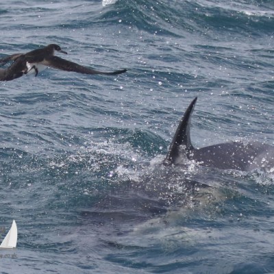 Manx shearwater and common dolphin