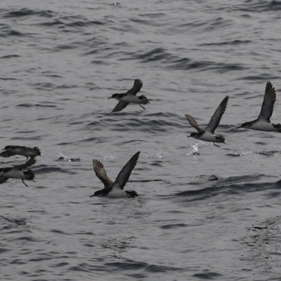 Manx shearwaters
