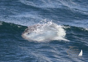 Ocean sunfish