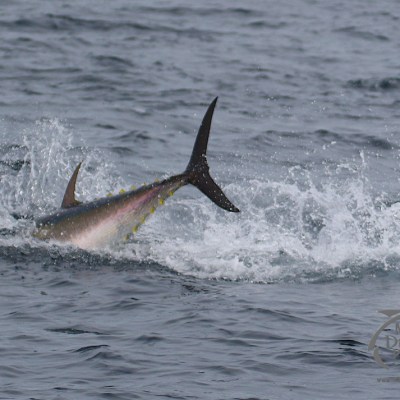 bluefin tuna