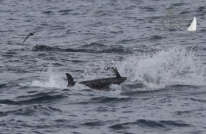 bluefin tuna