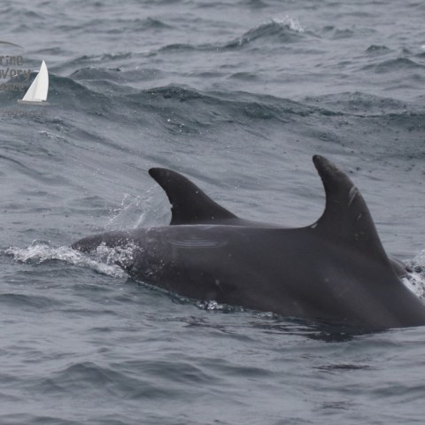 bottlenose dolphin fins