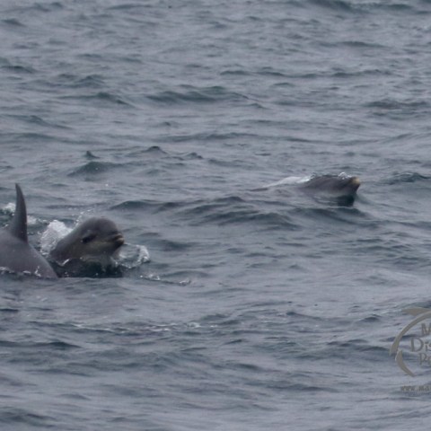 bottlenose dolphins