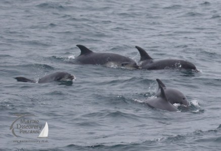 bottlenose dolphins
