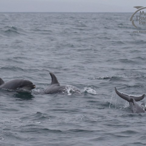 bottlenose dolphins