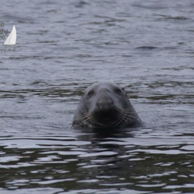 Male seal