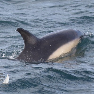 common dolphin