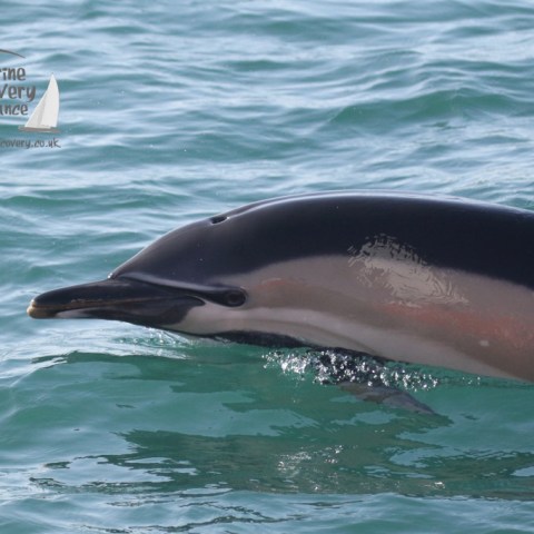 common dolphin
