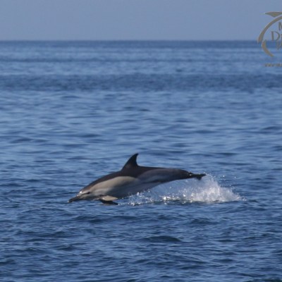 common dolphin