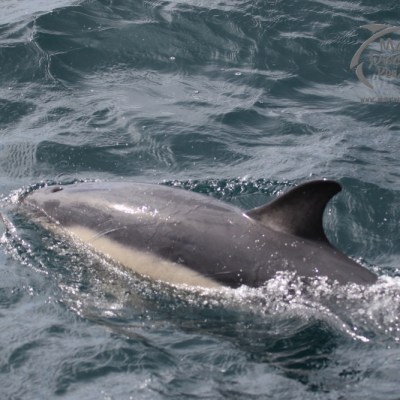 common dolphin