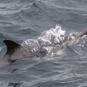 common dolphin